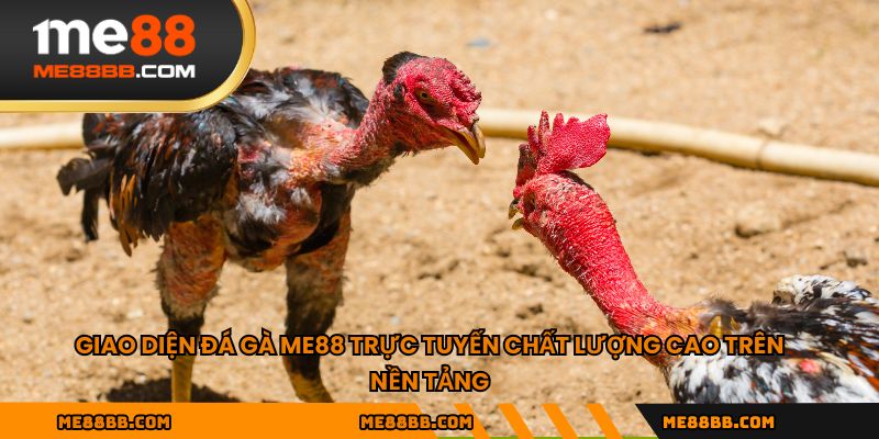 Giao diện đá gà ME88 trực tuyến chất lượng cao trên nền tảng