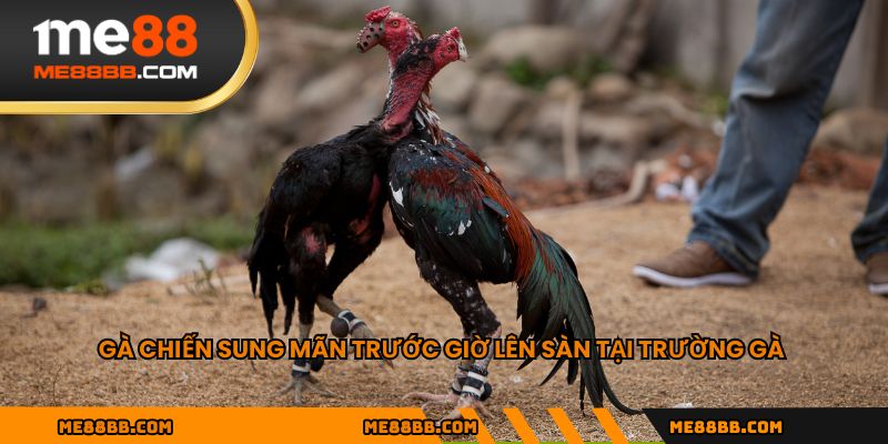 Gà chiến sung mãn trước giờ lên sàn tại trường gà