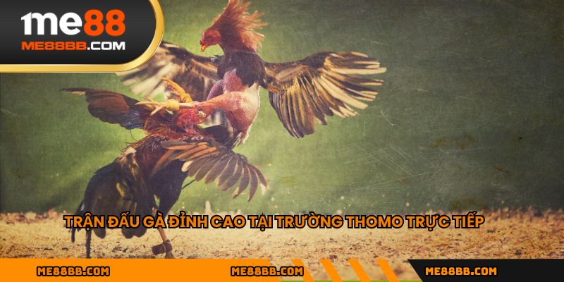Trận đấu gà đỉnh cao tại trường Thomo trực tiếp