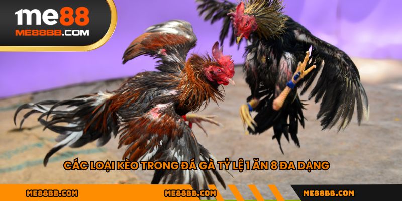 Các loại kèo trong đá gà tỷ lệ 1 ăn 8 đa dạng