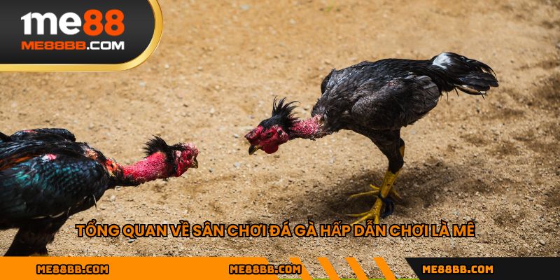 Tổng quan về sân chơi đá gà hấp dẫn chơi là mê
