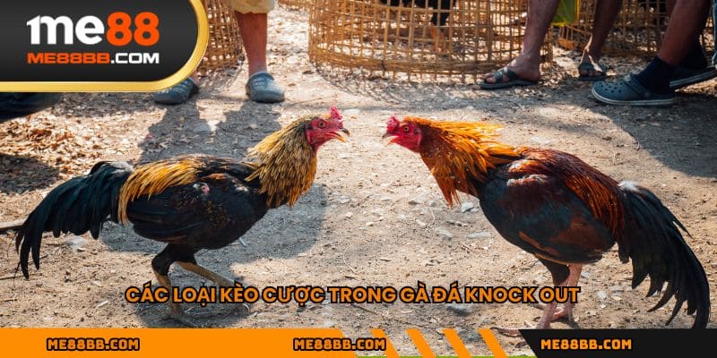 Các loại kèo cược trong gà đá knock out