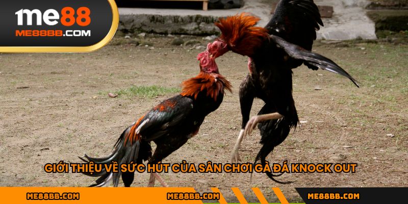 Giới thiệu về sức hút của sân chơi gà đá knock out