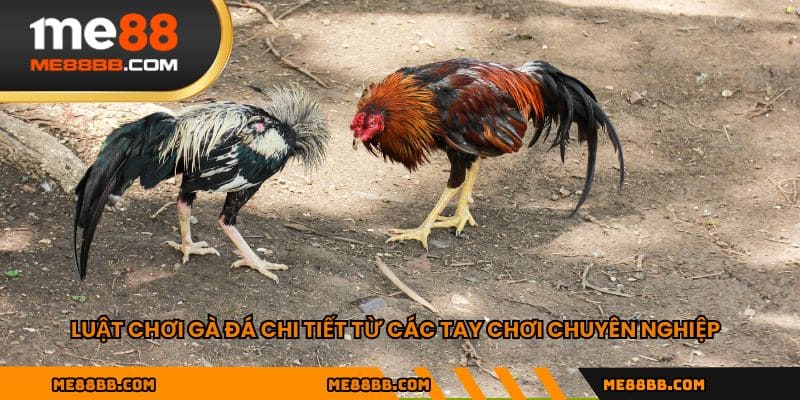 Luật chơi gà đá chi tiết từ các tay chơi chuyên nghiệp